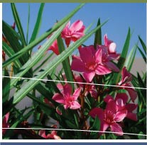 landscapping_algarve_gardens_irrigation